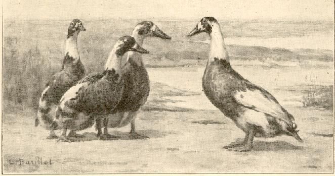 Les-poules-de-ma-Tante-ROULLIER